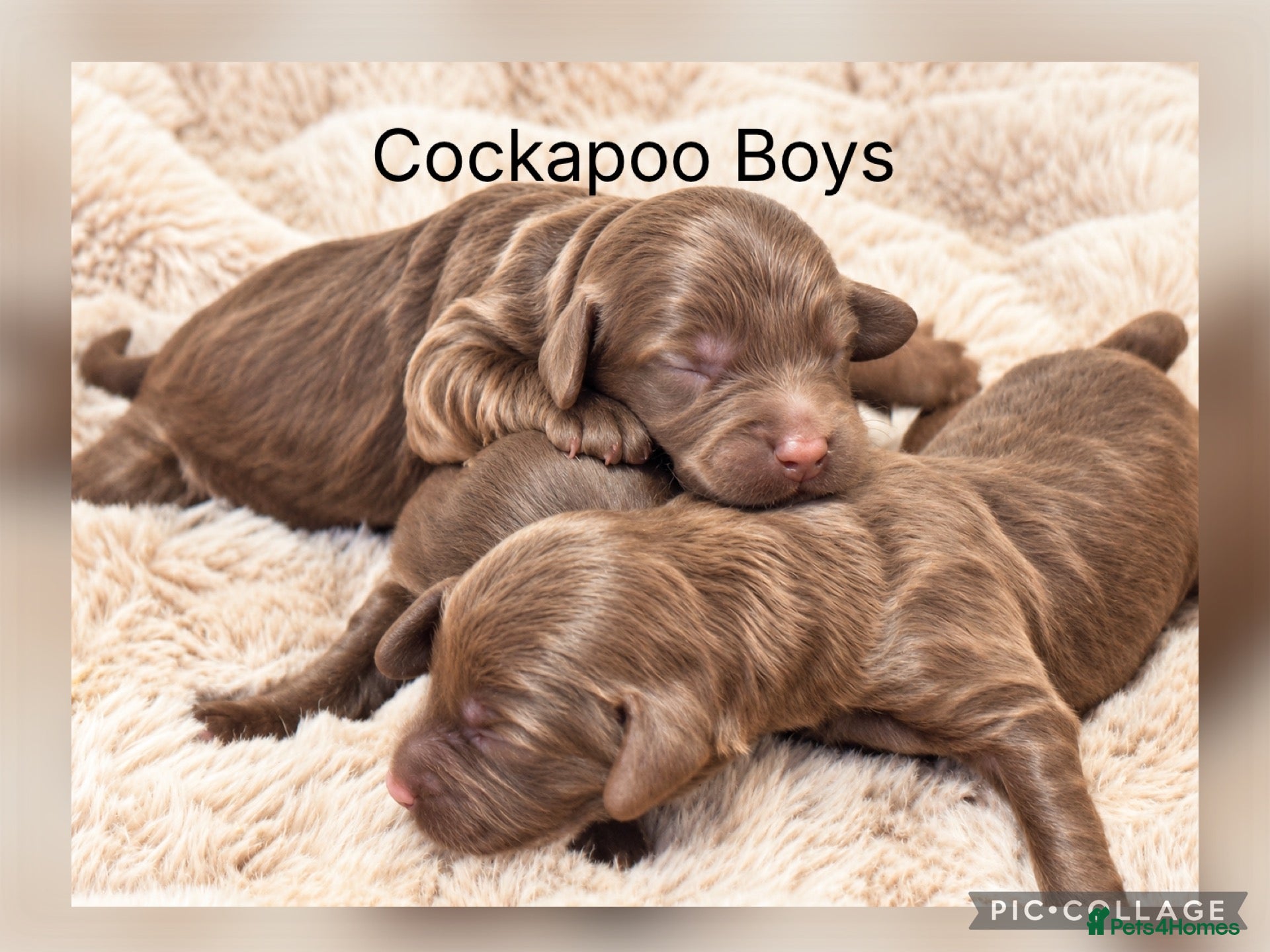 Cockapoo dogs for sale: Stunning F1 Choc Cockapoo’s - Advert 1