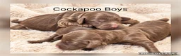 Cockapoo dogs for sale: Stunning F1 Choc Cockapoo’s - Advert 1