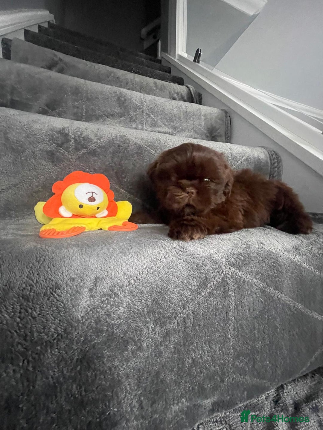 Shih Tzu dogs for sale: Imperial shih tzu pups  - Image 10