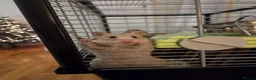 Hamster rodents for sale: Syrian Hamster for a lovely home in London - Advert 4
