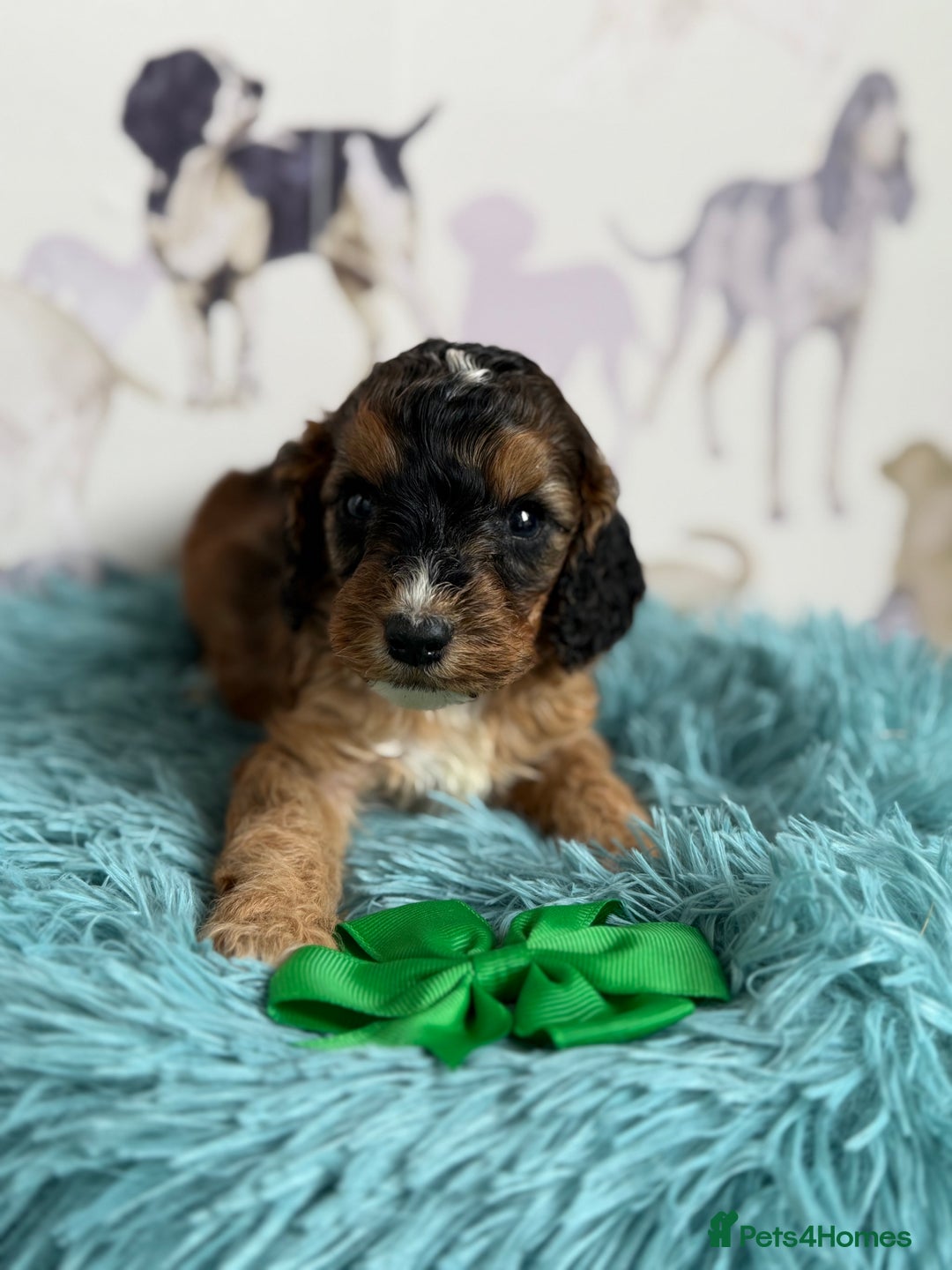 Cockapoo dogs for sale: F1 Cockapoo’s **fully DNA tested** - Image 18