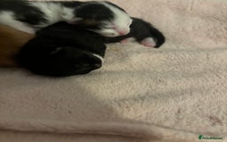 Domestic Shorthair cats for sale: 3 male kittens  - Image 9