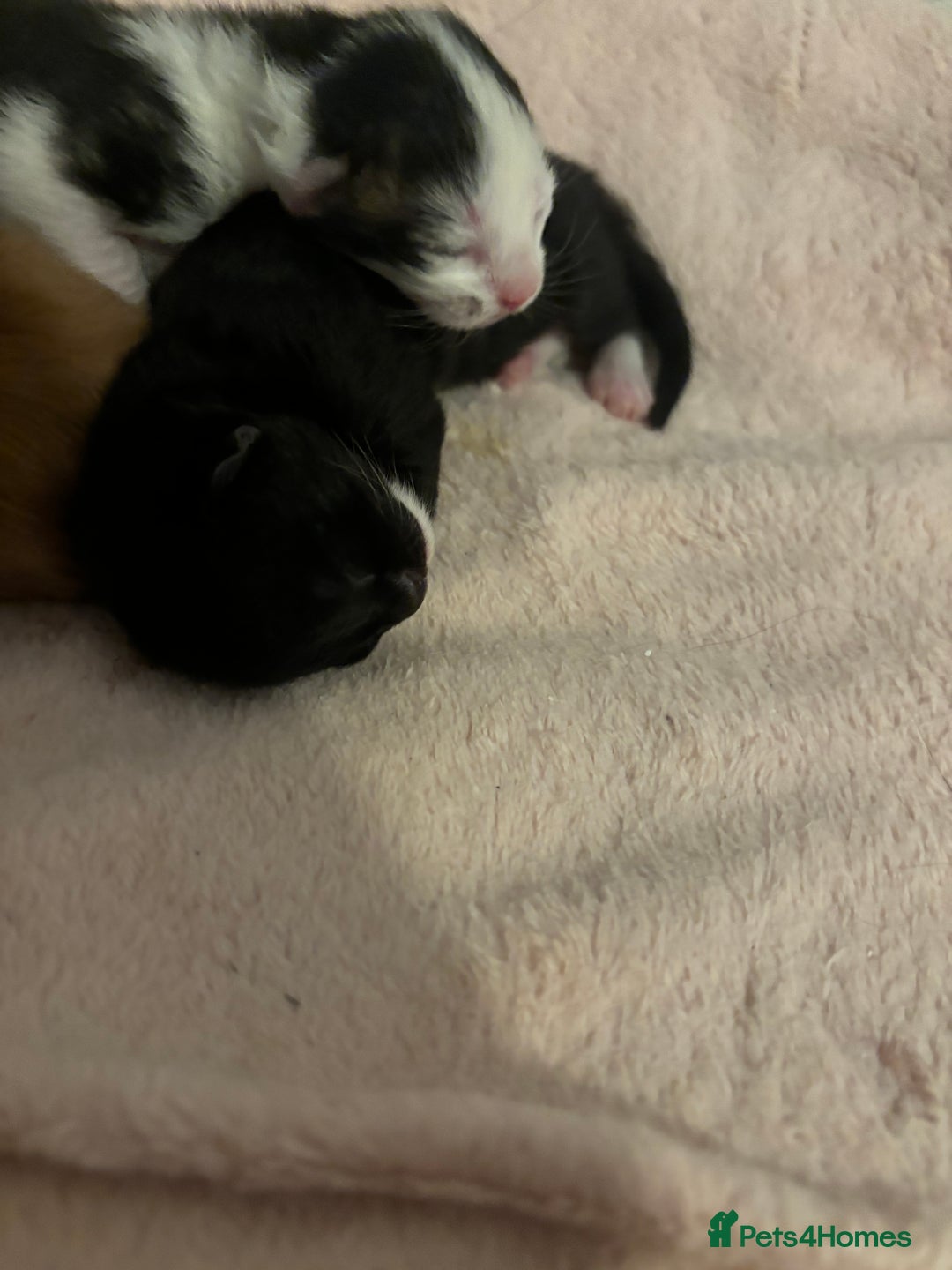 Domestic Shorthair cats for sale: 3 male kittens  - Image 9