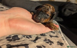 Cavapoo dogs for sale: One gorgeous cavapoo brown boy left ❤️ - Advert 6