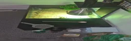 Tortoise reptiles for sale: Horsefield Tortoise with full set up - Advert 2