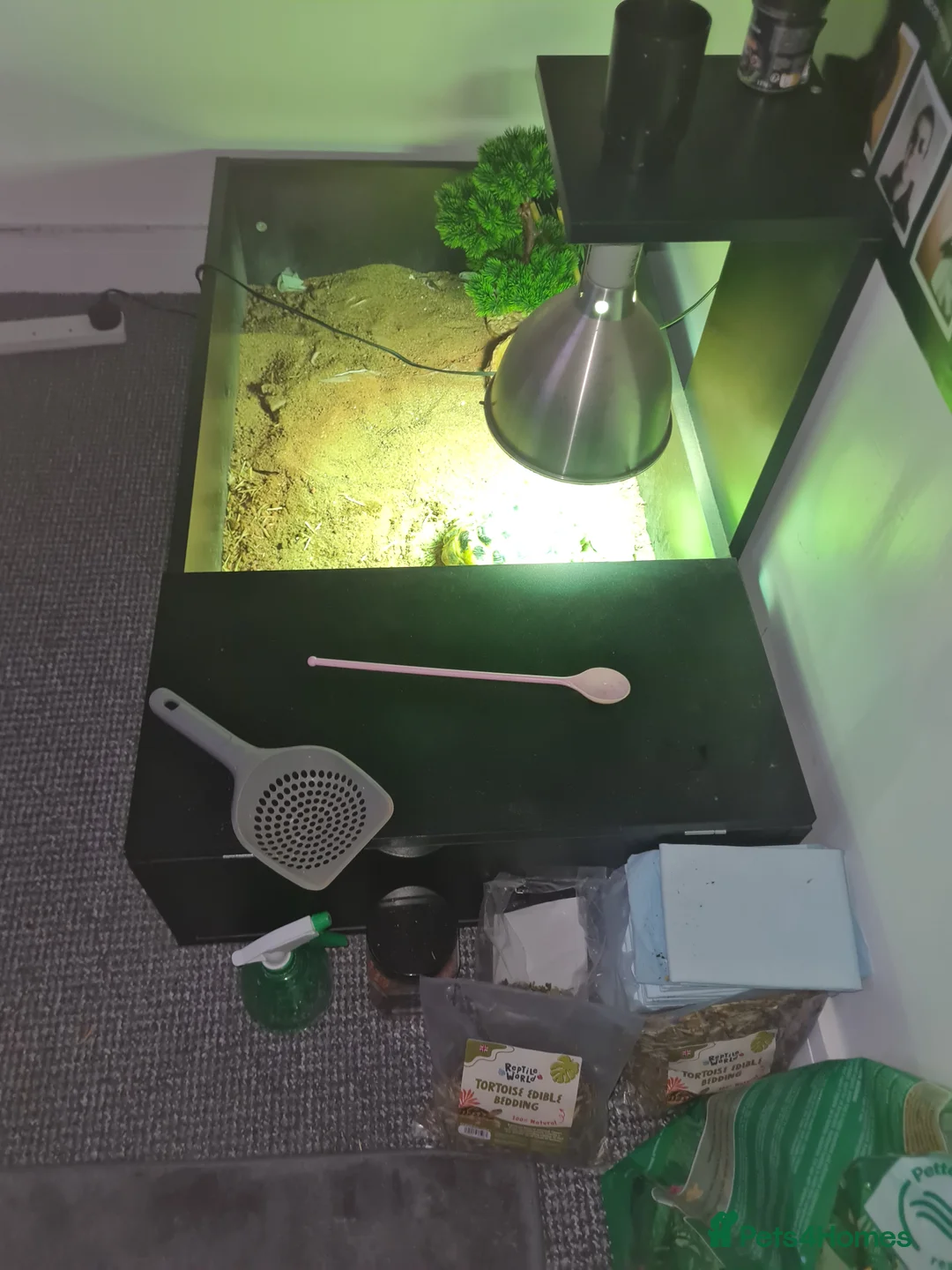 Tortoise reptiles for sale: Horsefield Tortoise with full set up - Advert 2