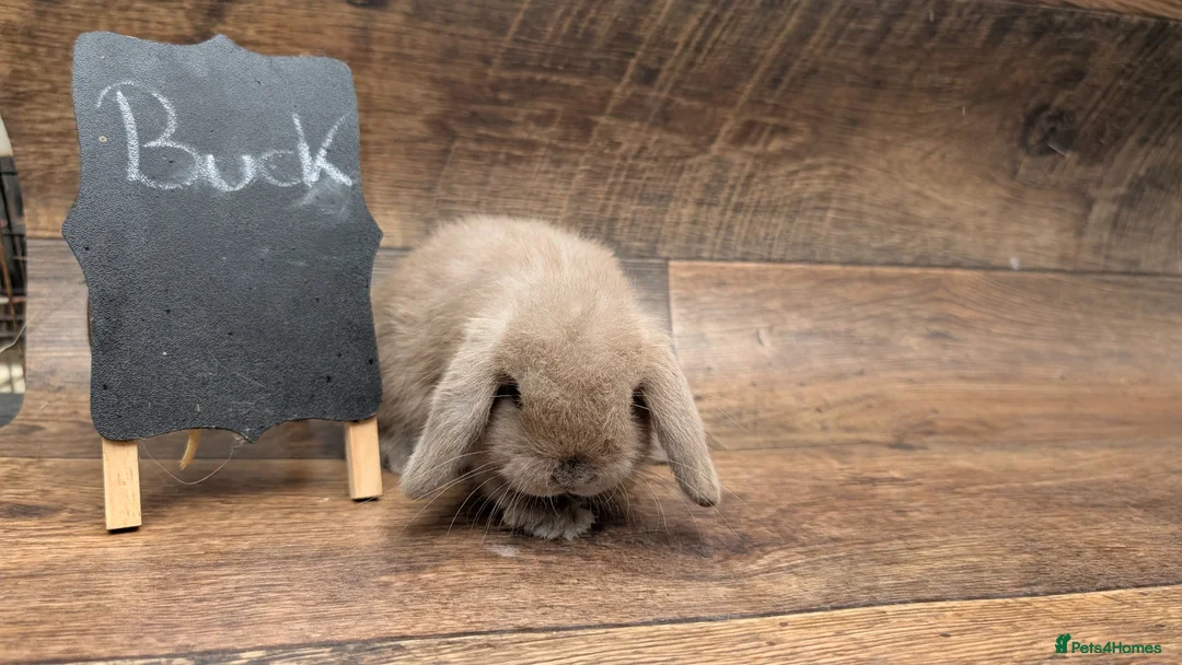 Mini Lop rabbits for sale: Mini lops shoe lines - Advert 2