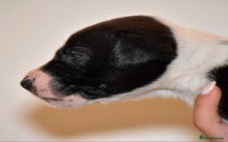 Belgian Shepherd Dog dogs for sale: Exceptional Herders from World-Class Lines - Image 39