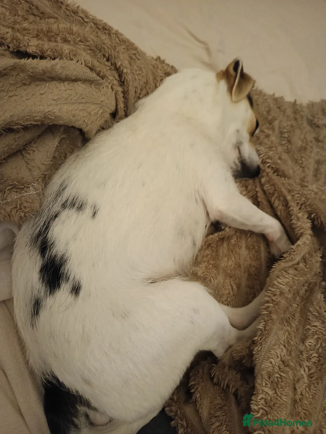 Chihuahua dogs for sale: Special Forever Home Wanted for Our Furbaby - Advert 2