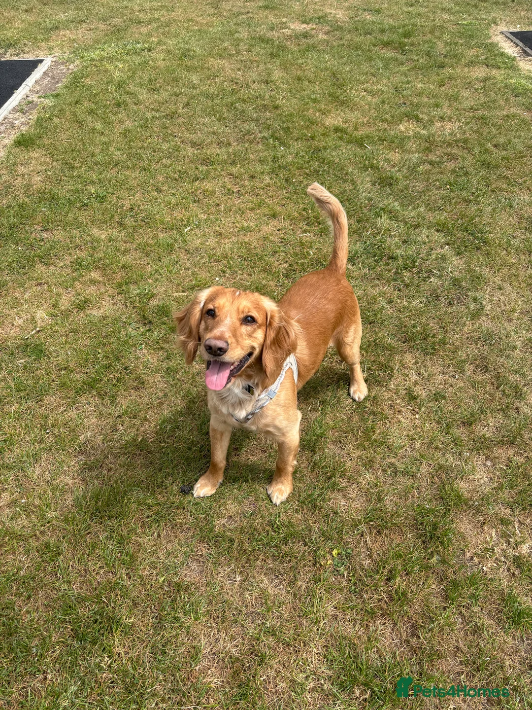 Cocker Spaniel dogs for sale: Cocker spaniel male  in Newark - Advert 2