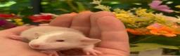 Rat rodents for sale: Absolutely gorgeous & friendly baby rats! - Advert 4