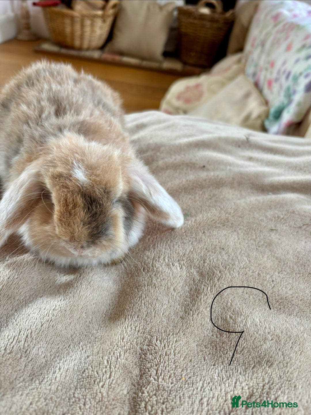 Mini Lop rabbits for sale: Beautiful mini lop rabbits - Image 11