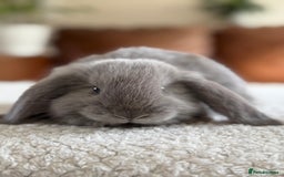 French Lop rabbits for sale: RESERVATIONS OPEN - Beautiful Baby French Lops - Image 13