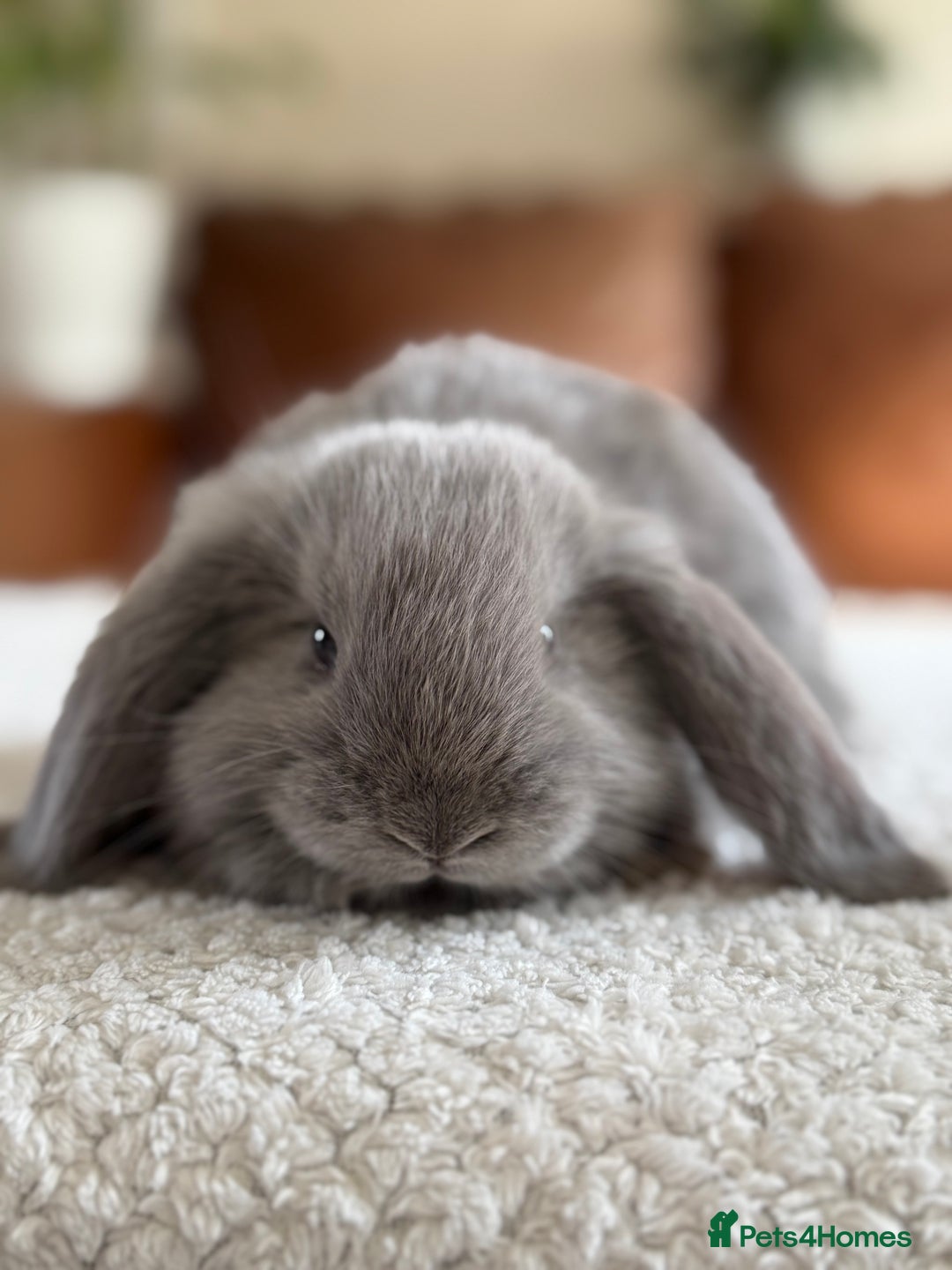 French Lop rabbits for sale: RESERVATIONS OPEN - Beautiful Baby French Lops - Image 13