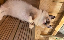 Ragdoll cats for sale: Stunning gccf seal mitted  girl really fluffy  - Image 13