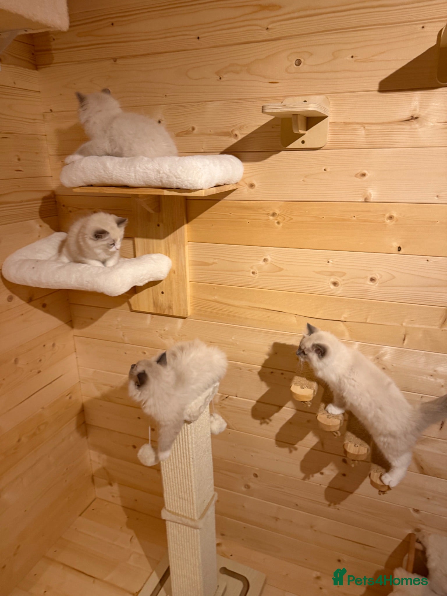 Ragdoll cats Surreys Finest & Fluffiest TICA Ragdoll Kitten  - Advert 2