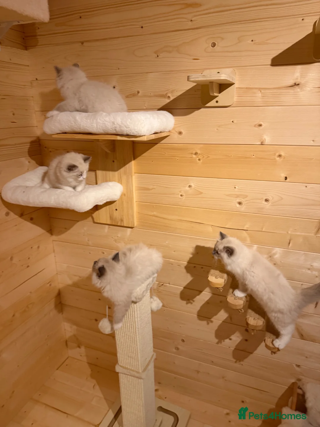 Ragdoll cats for sale: Surreys Finest & Fluffiest TICA Ragdoll Kitten  - Advert 2