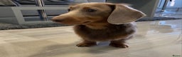 Miniature Dachshund dogs for sale: Adorable little of miniature daschunds  - Advert 13