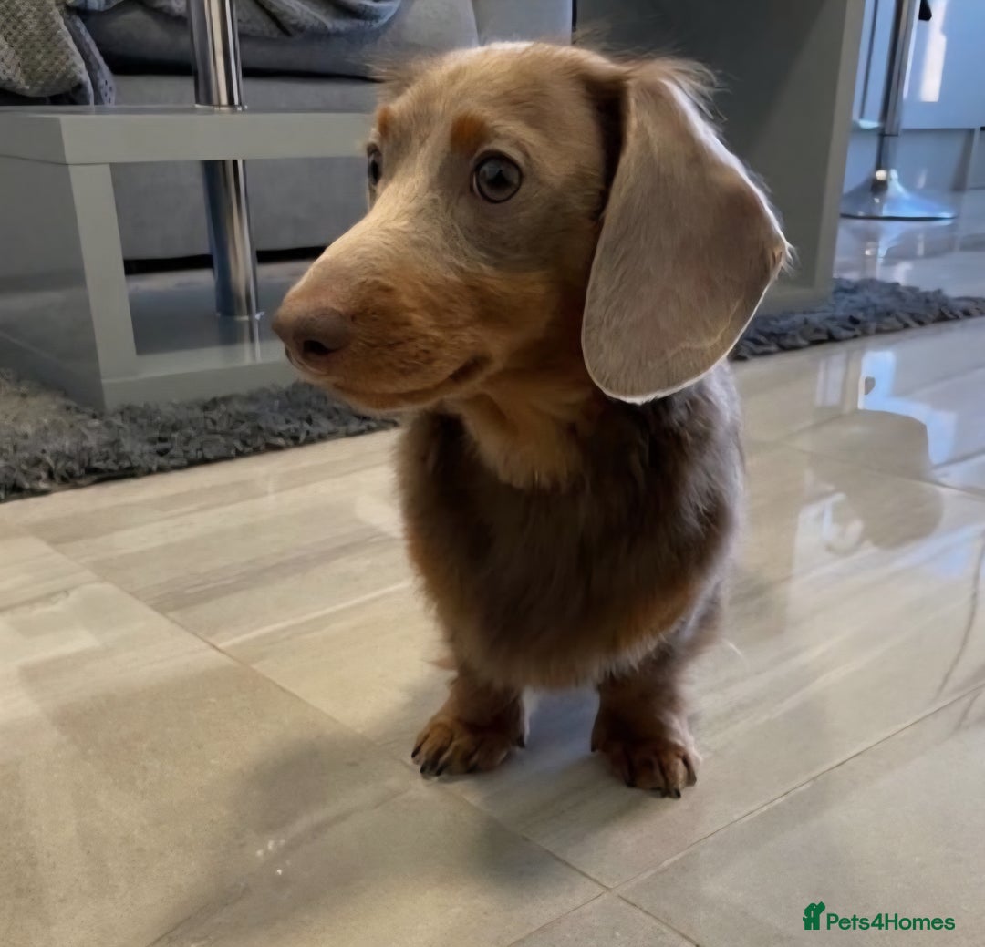 Miniature Dachshund dogs for sale: Adorable little of miniature daschunds  - Advert 13