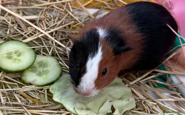 Guinea Pig rodents - Advert 1