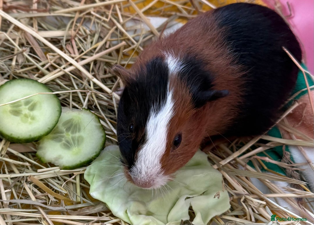 Guinea Pig rodents for sale: Beautiful baby boar  - Image 1