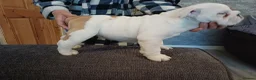 English Bulldog dogs for sale: Bulldog pups  - Advert 9