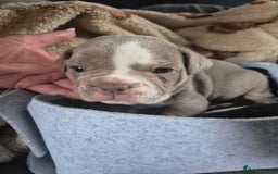 English Bulldog dogs for sale: Bulldog puppies - Image 12