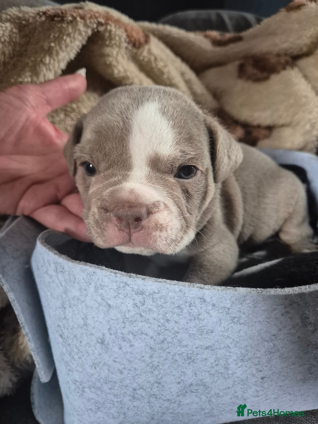 English Bulldog dogs for sale: Bulldog puppies - Image 12