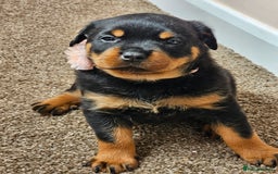Rottweiler dogs for sale: Pure breed Rottweiler  - Image 1
