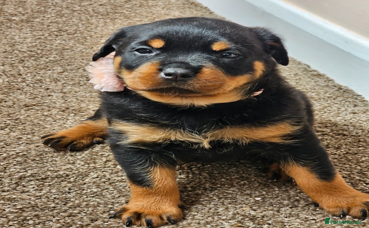 Rottweiler dogs - Advert 1