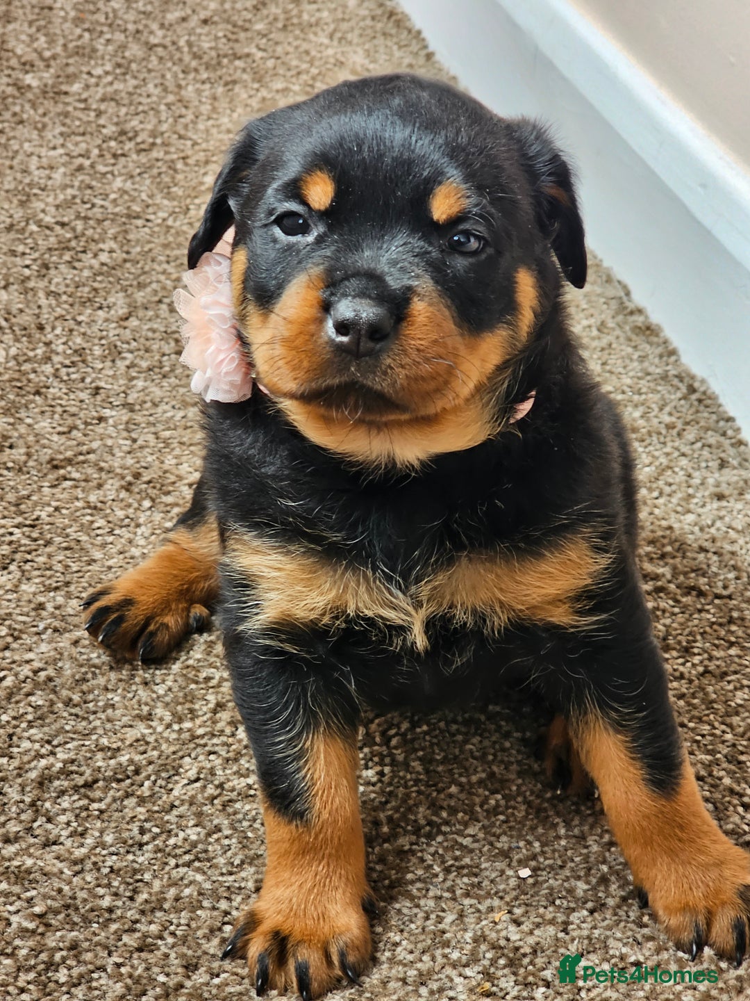 Rottweiler dogs for sale: Pure breed Rottweiler  - Image 1