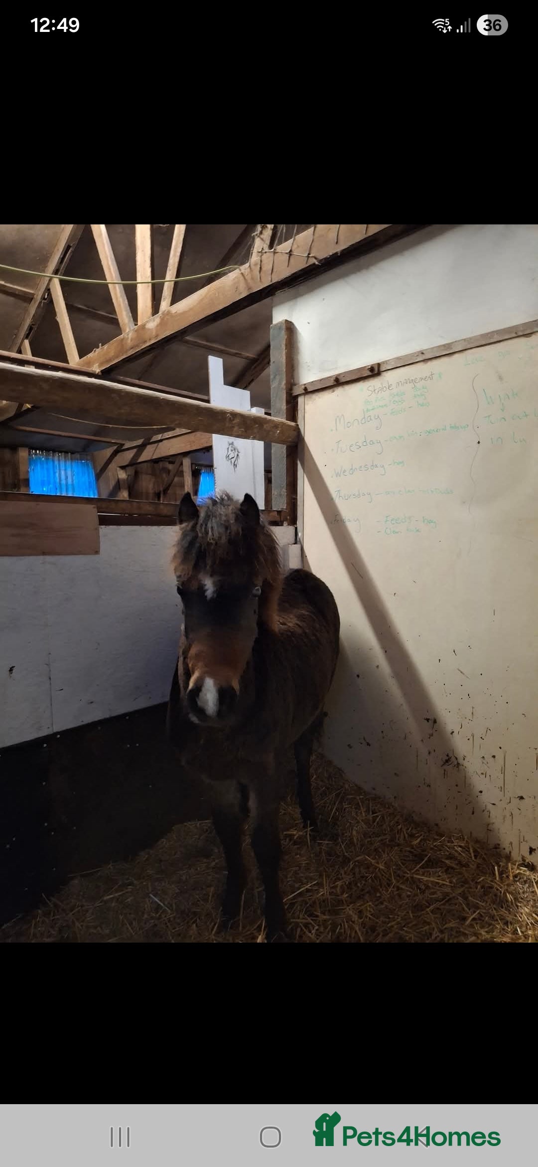 Welsh Section A horses for sale: Registered Welsh Sec A Filly - Advert 4