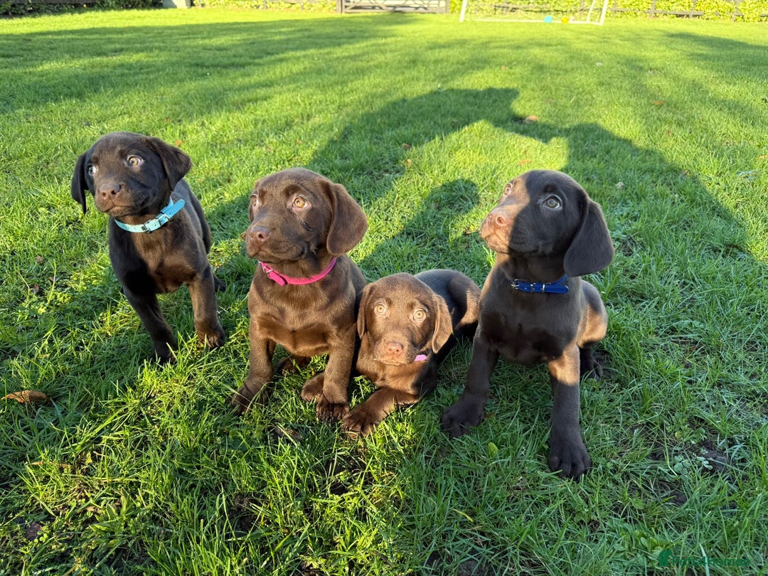 Labrador Retriever dogs for sale: Chocolate Labrador puppies  - Advert 12