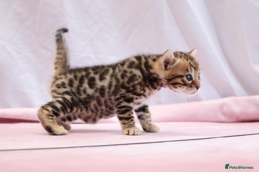 Bengal cats for sale: 🔥Absolute stunning Bengals for reservation🔥 - Image 7