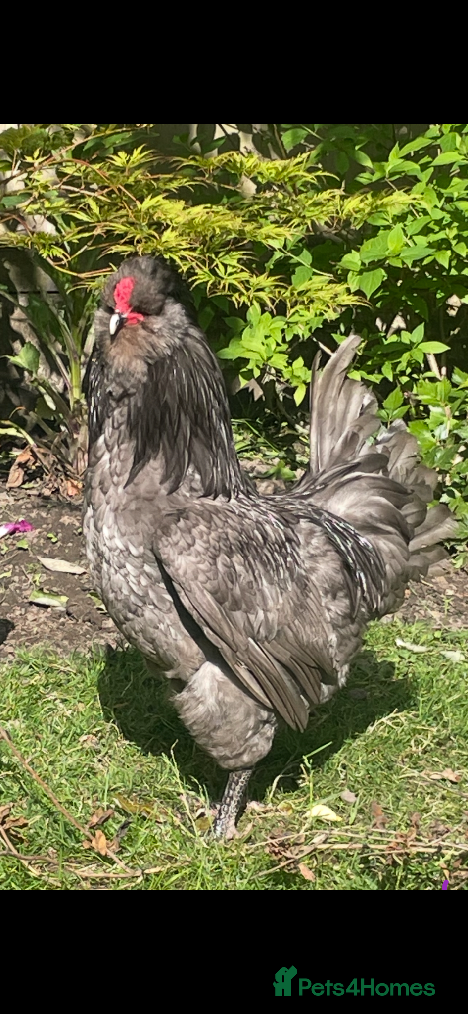 Chickens poultry Purebred Blue Araucana Rooster  - Advert 1