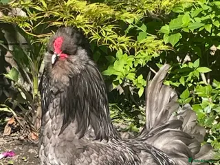 Chickens poultry Purebred Blue Araucana Rooster - Advert 8