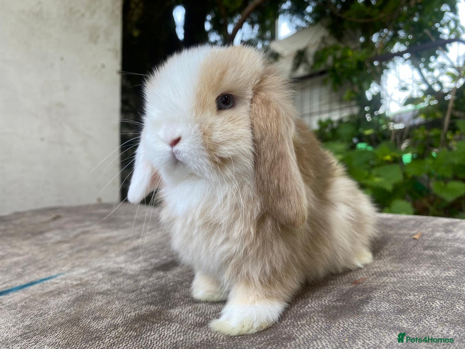 Mini Lop rabbits Mini lops - Advert 10