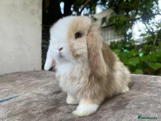 Mini Lop rabbits Mini lops - Advert 10