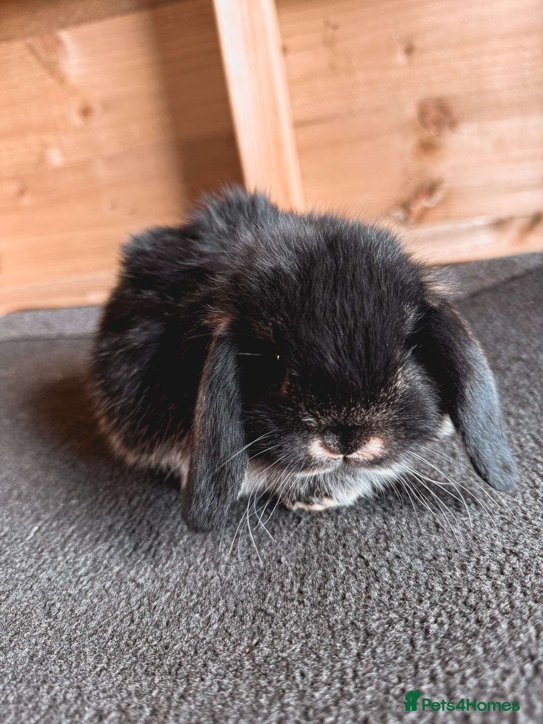 Mini Lop rabbits for sale: 🖤🩶 GORGEOUS LITTER OF PUREBRED MINI LOPS 🖤🩶 - Image 9