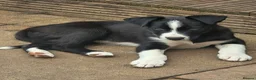 Border Collie dogs for sale: One little boy Border Collie left  - Advert 18