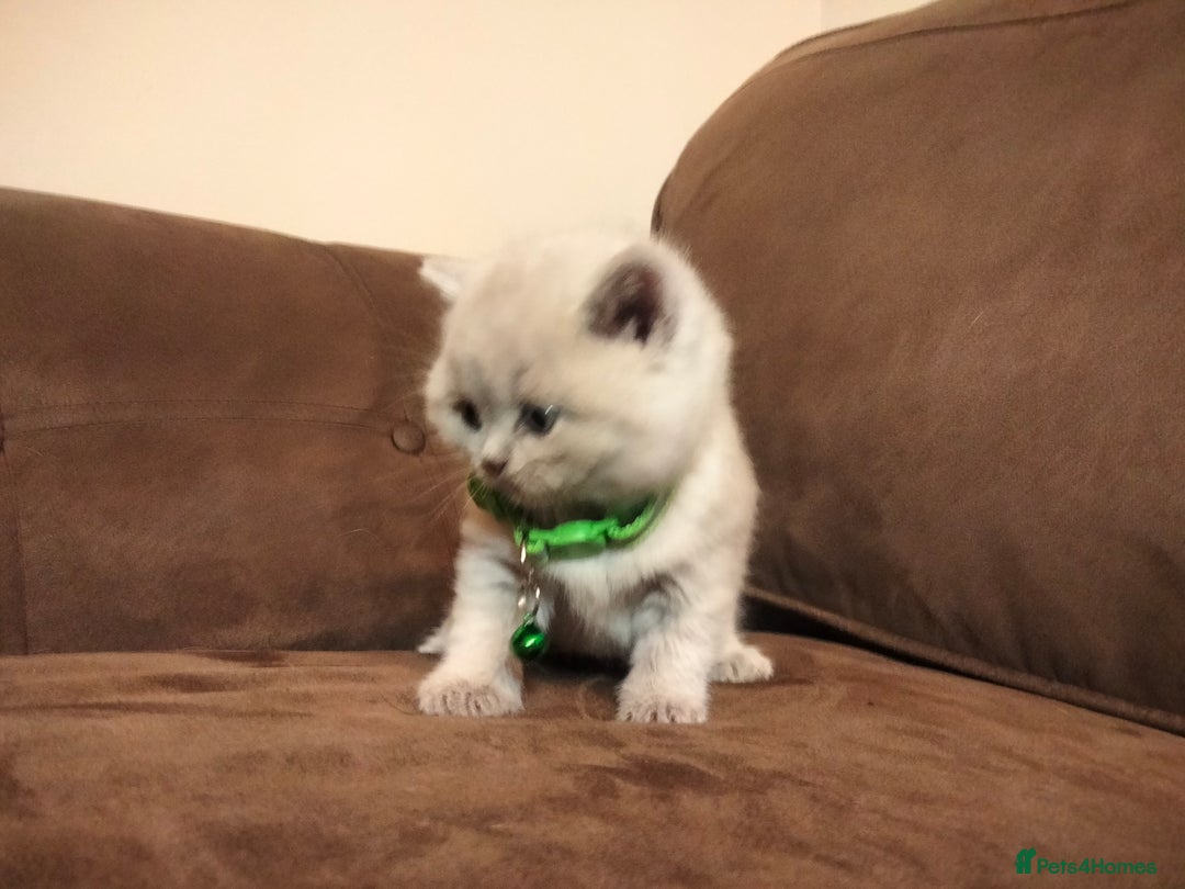 British Shorthair cats for sale: BSH lilac boys and girls, GCCF registered  - Image 10