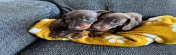 Miniature Dachshund dogs for sale: Genuine miniature dachshund  - Advert 11