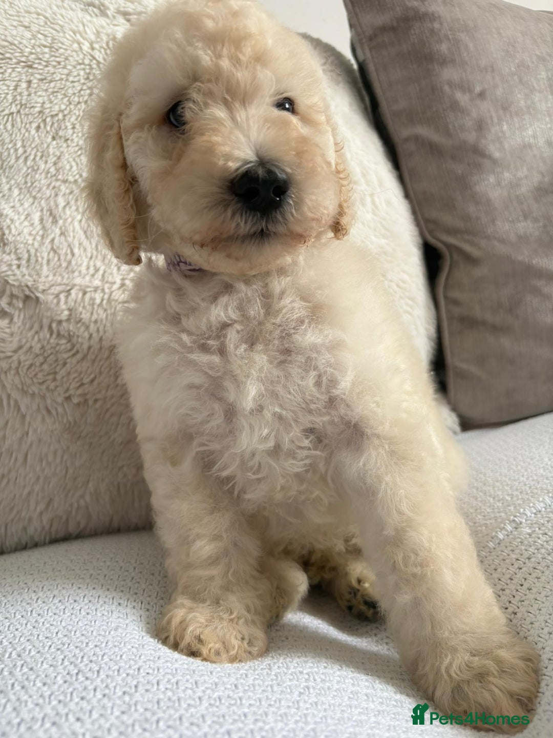Standard Poodle dogs for sale: Stunning KC Standard Poodle Puppies for sale - Image 7