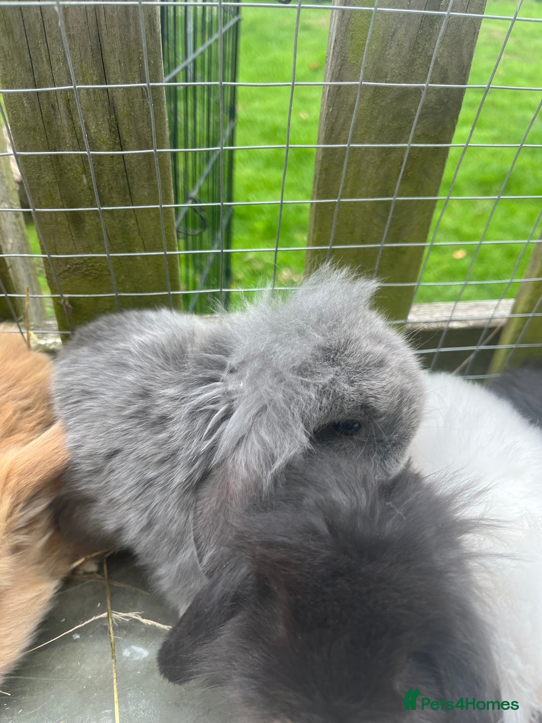 Mini Lion Lop rabbits for sale: Beautiful baby mini lion lops  - Image 3