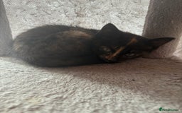 Mixed Breed cats for sale: Kittens For Sale - Image 12