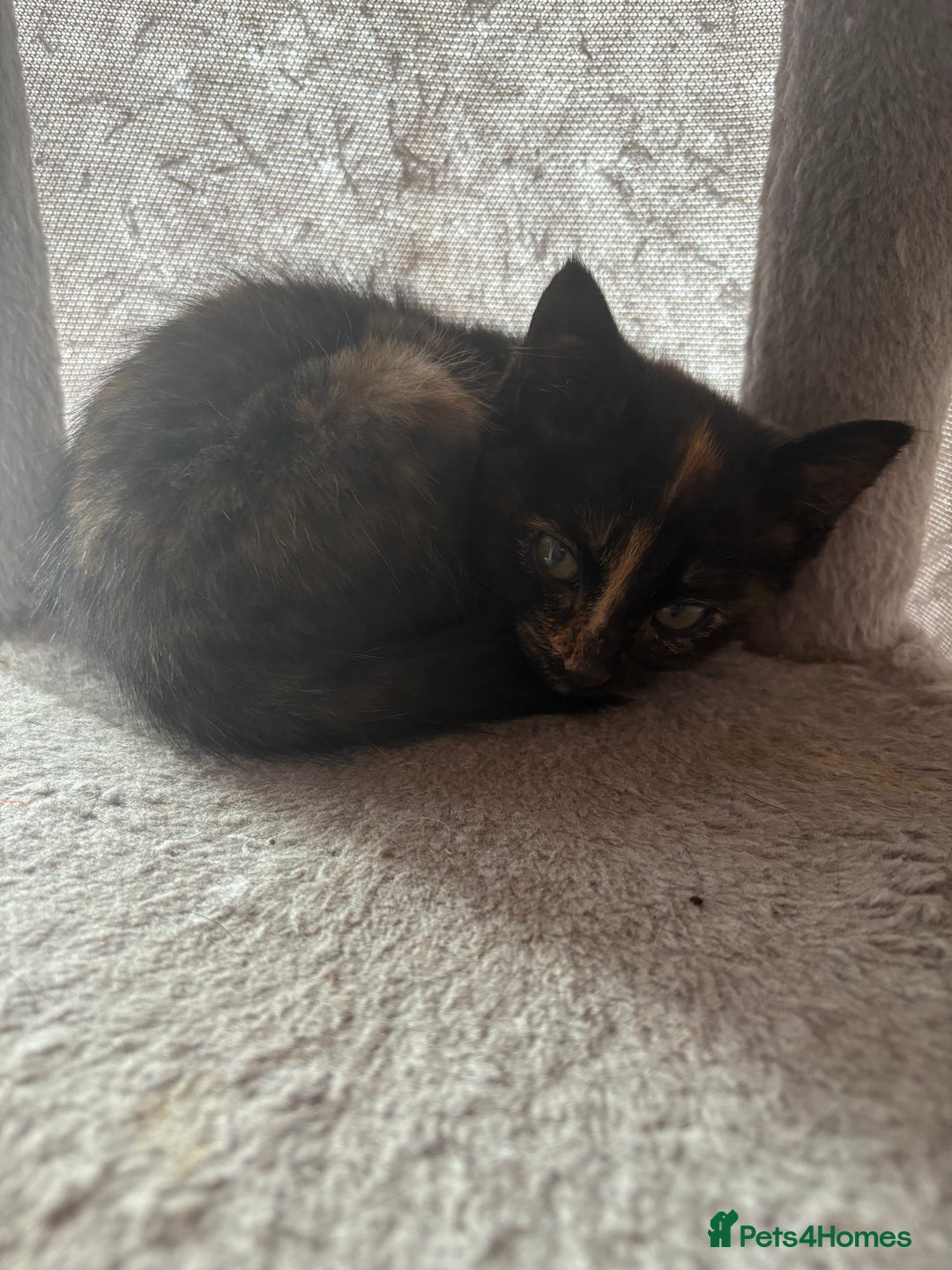 Mixed Breed cats for sale: Kittens For Sale - Image 12