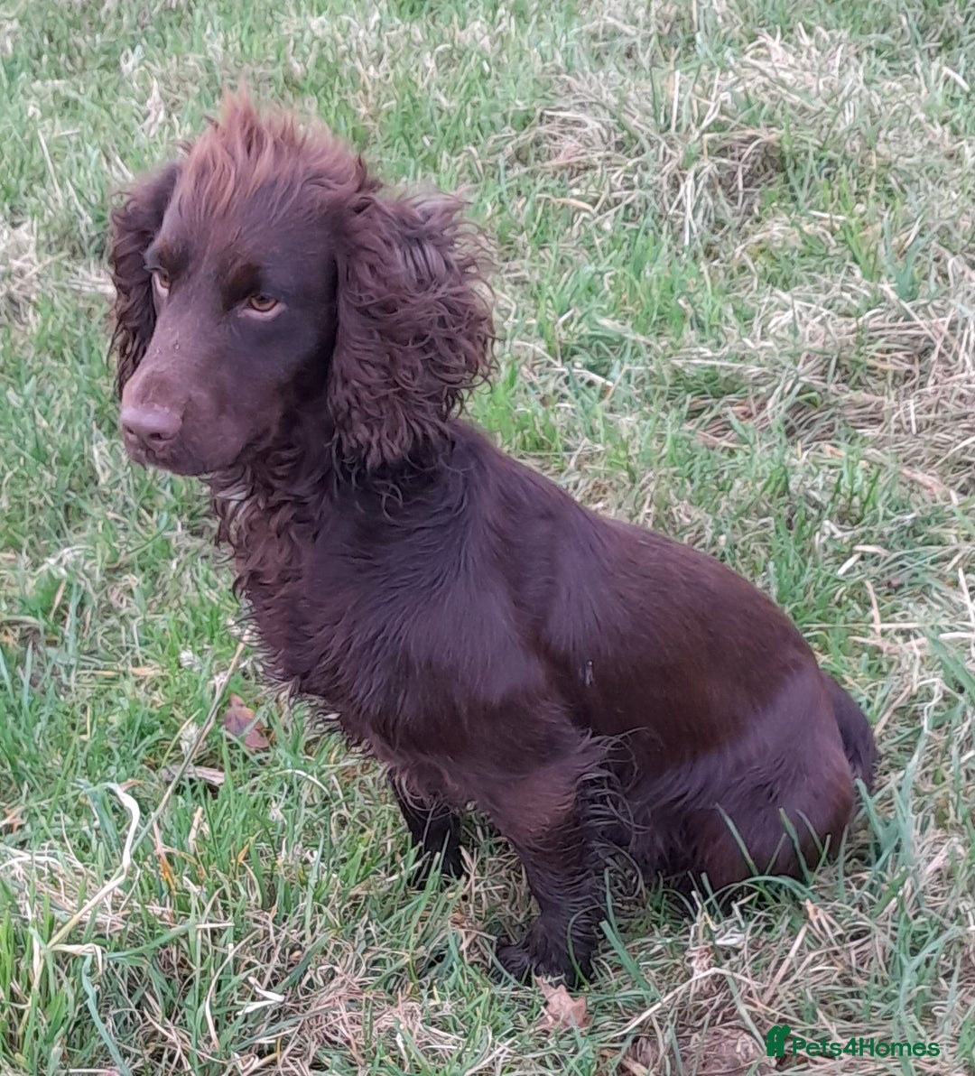 Cocker Spaniel dogs for sale: KC Registered Health Tested Working Type Puppies - Image 1
