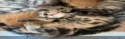 Bengal cats for sale:  Bengal kittens ready for their forever home - Advert 5