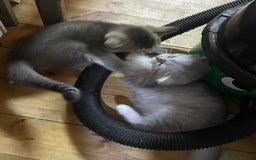 British Shorthair cats for sale: Golden brown tabby and silver  - Image 6