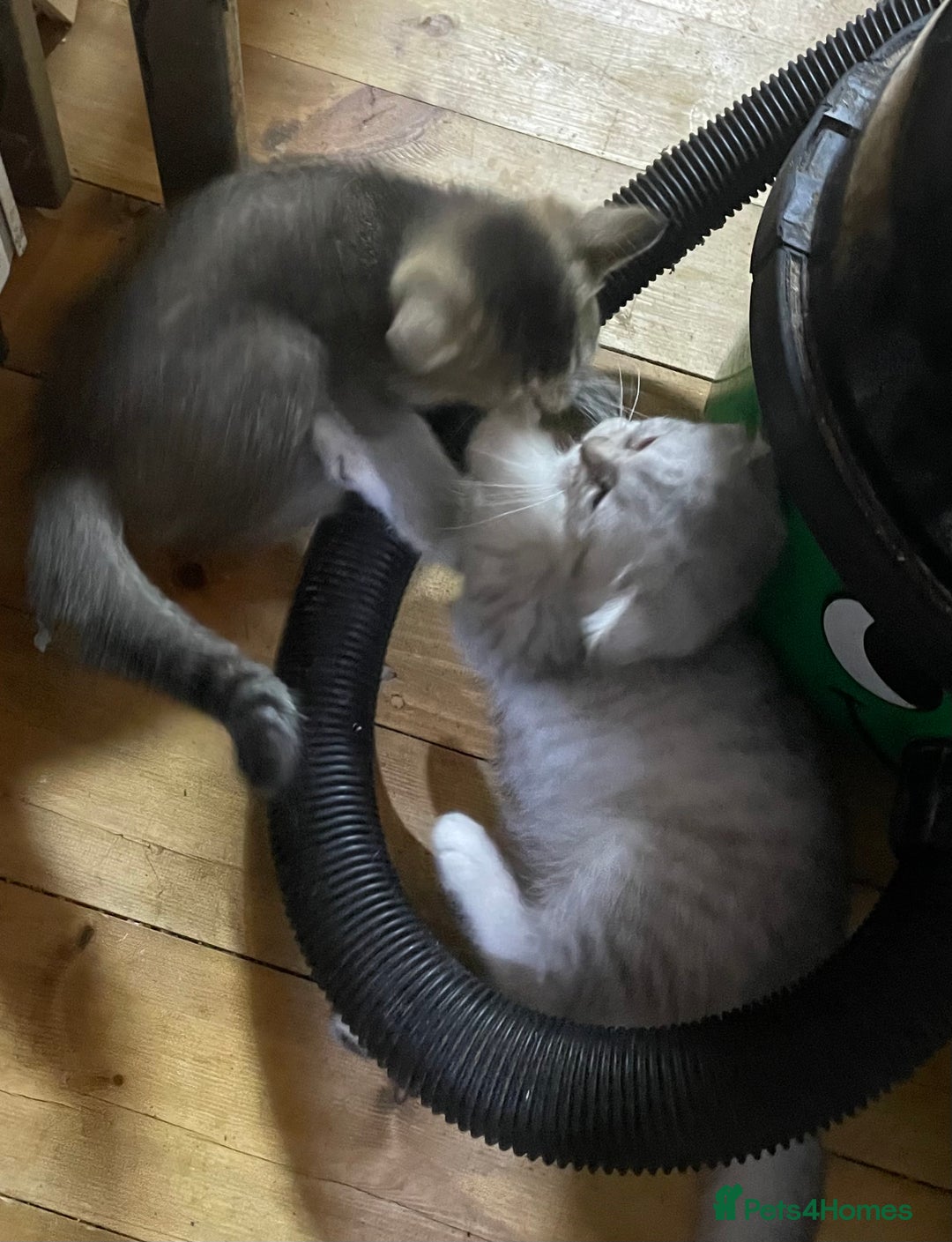 British Shorthair cats for sale: Golden brown tabby and silver  - Image 6